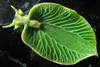 绿叶海蛞蝓在黑暗环境中能生存吗,绿叶海蛞蝓为什么可以夺取基因