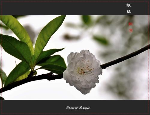 古代知恩图报例子,投桃报李和知恩图报意思相同吗