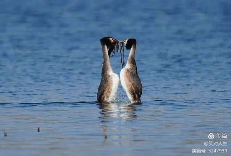 凤头鸊鷉粤语,斑头雁飞得最高的鸟
