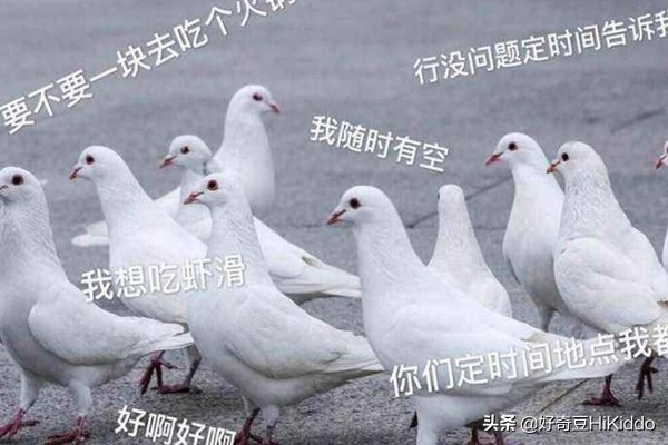 爽约放鸽子怎么说,爽约为什么叫放鸽子