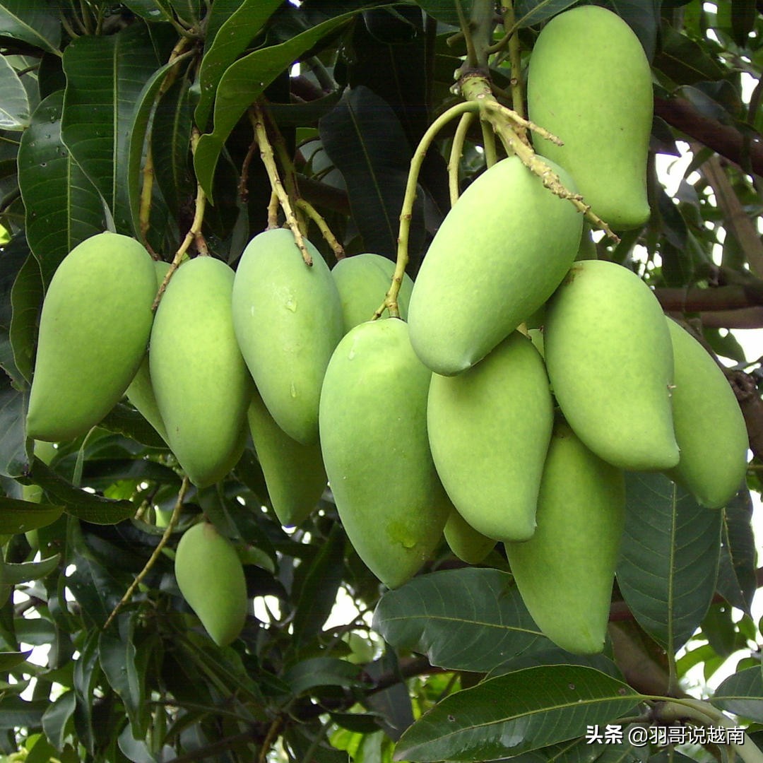 边城东兴万迪越南特产零食,越南旅游可以买什么特产