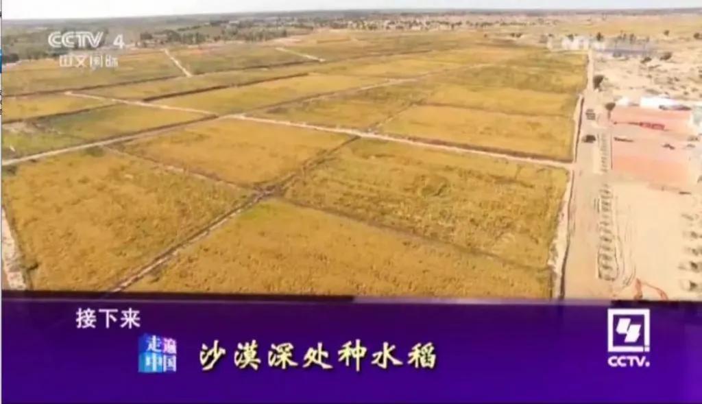 镉大米为何连年屡禁不止,镉大米会二次污染吗