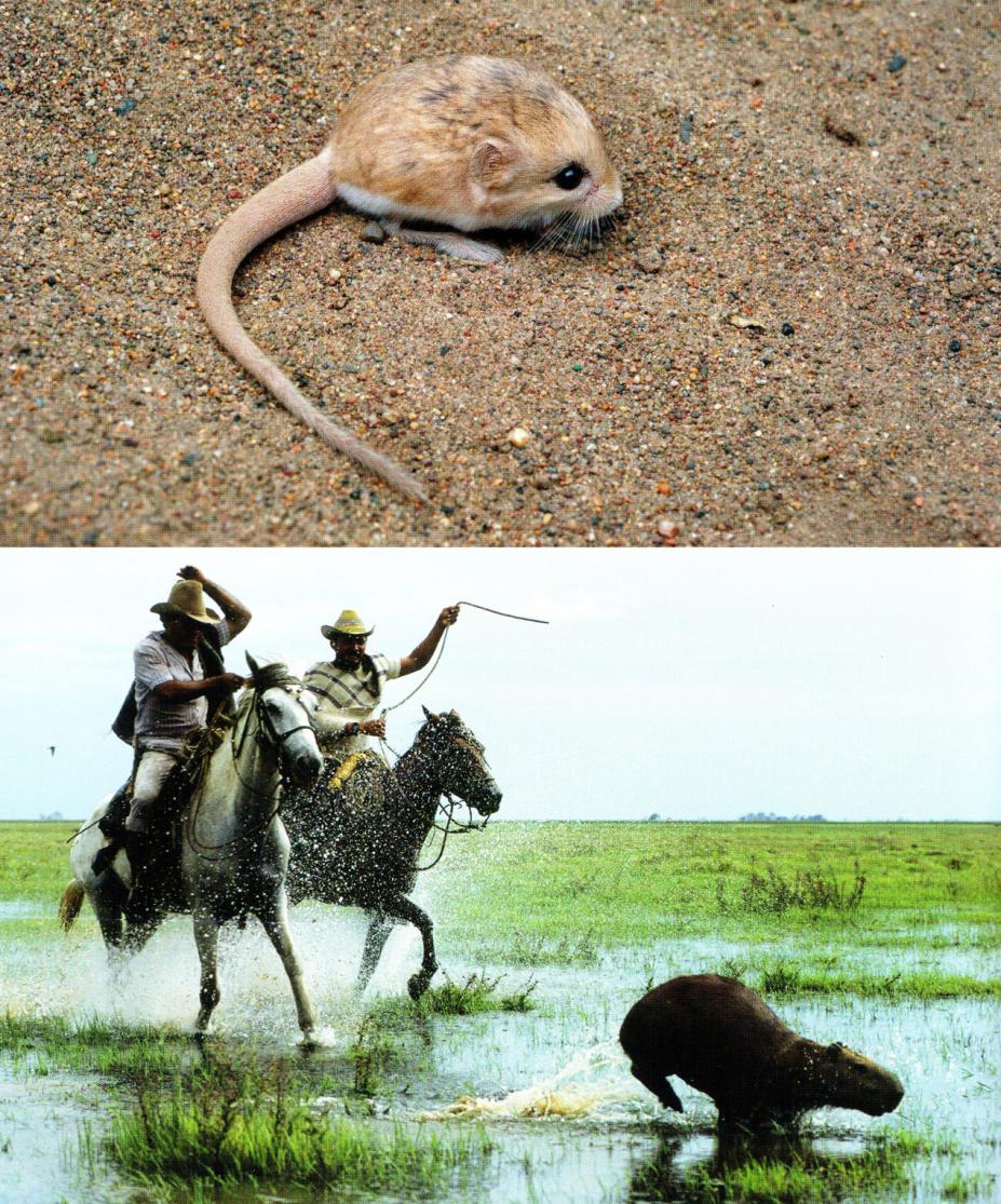 鼠的变异状况,鼠的性质特征有哪些变化