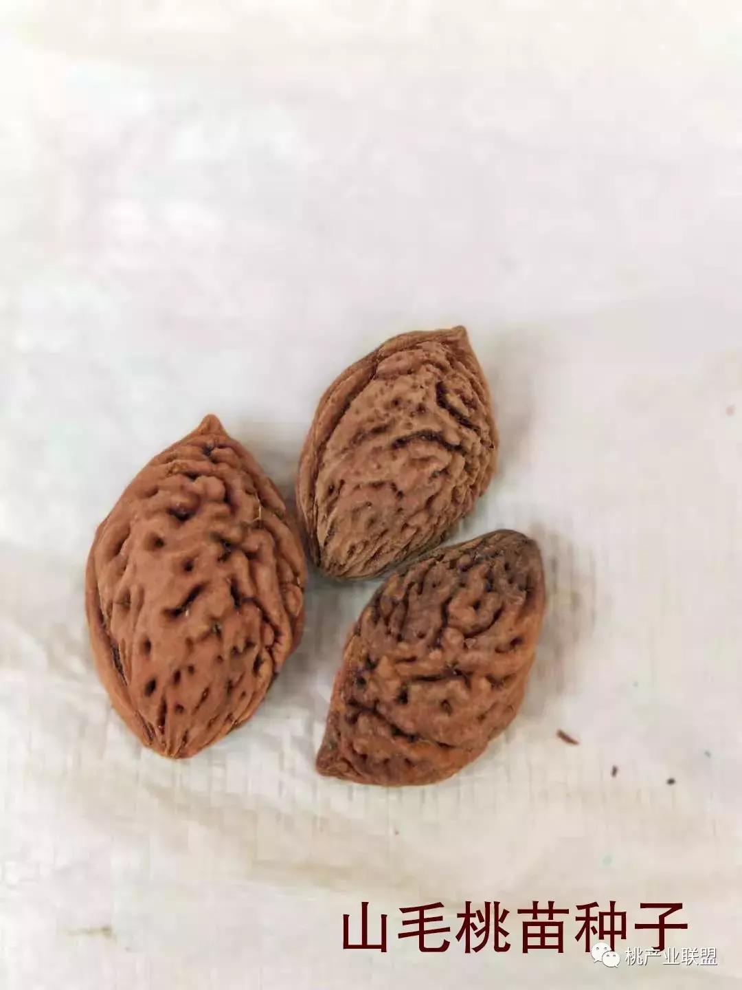 桃树砧木怎么区别,桃树最好的砧木是什么