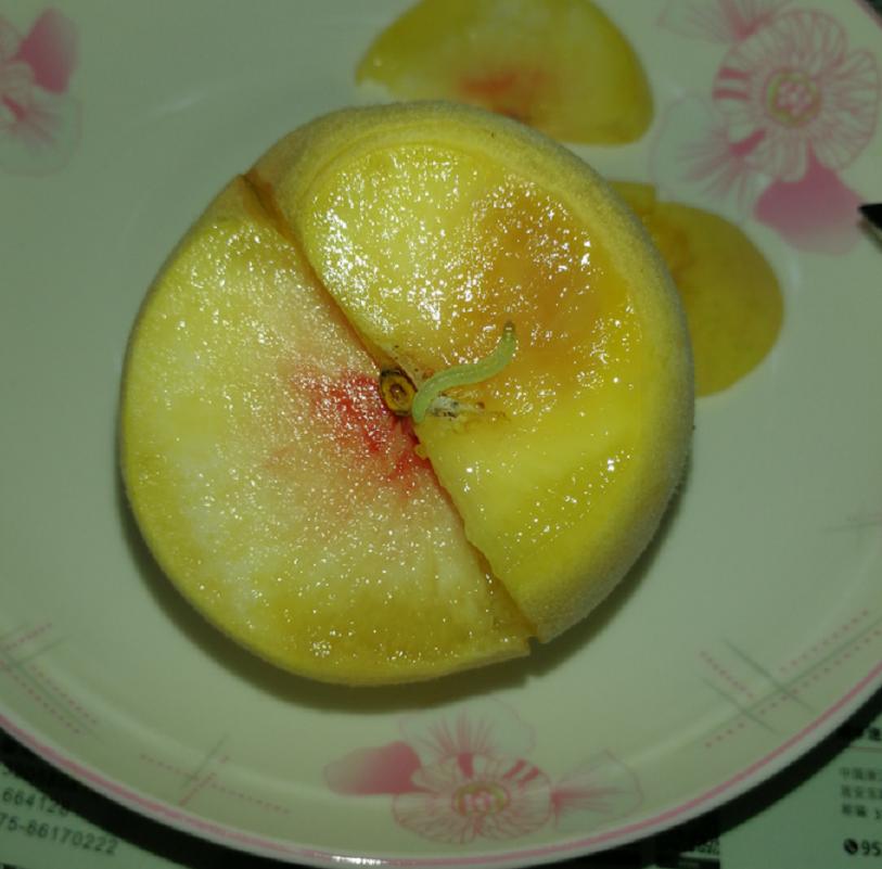 水果里面有虫子吃了会变寄生虫吗,水果虫子是寄生虫吗