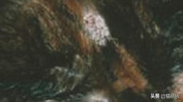 猫癣最全的药物治疗方法,如何快速的治愈猫癣