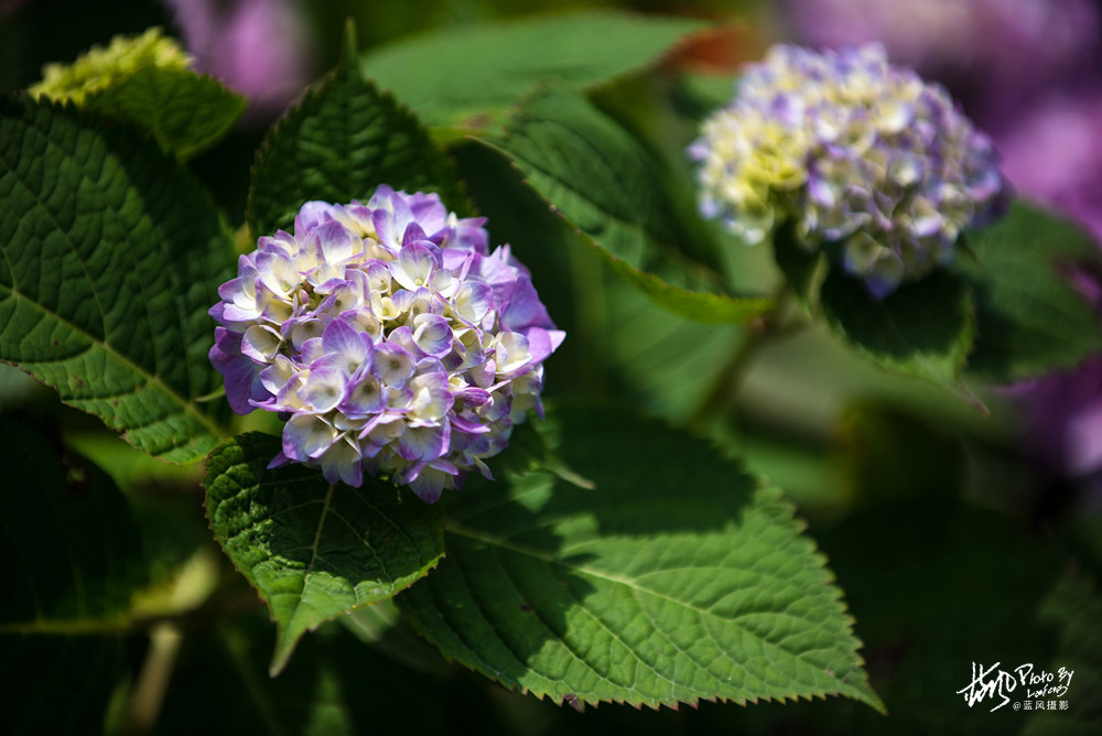 上海国际花展一览表,上海国际花展一览