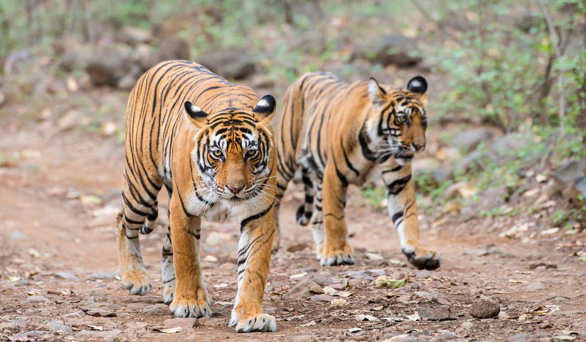 百兽之王老虎科普完整,百兽之王的自述