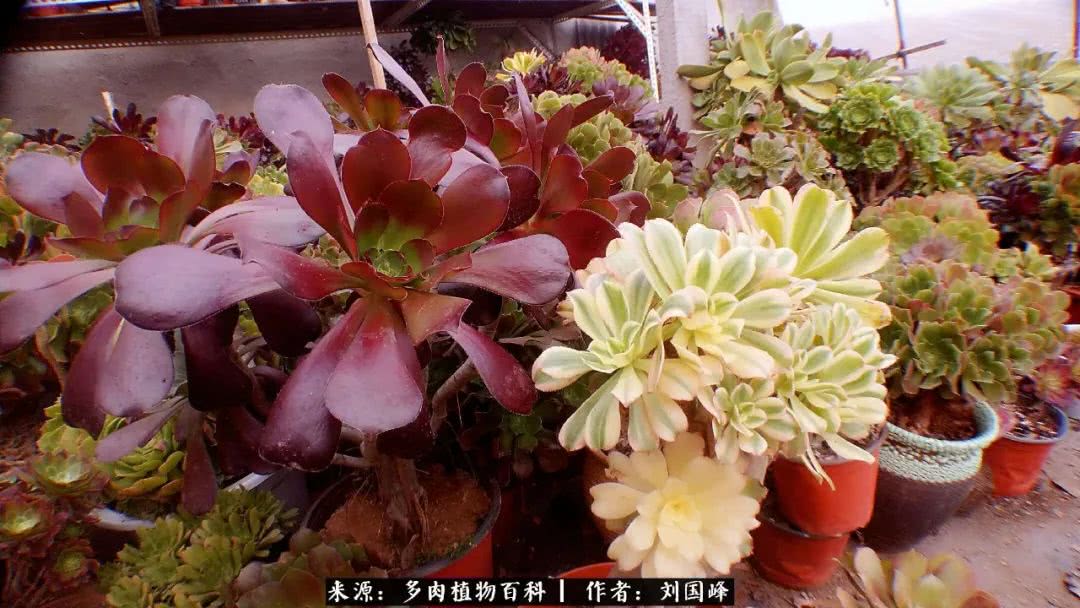 七百元打造的多肉王国，你还缺什么？