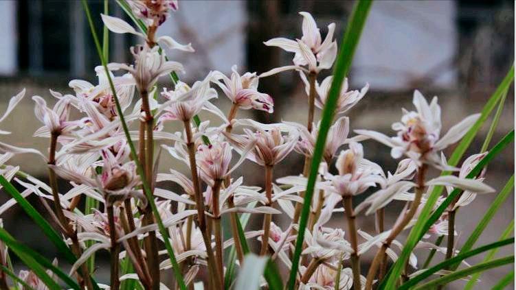 大理云龙县莲瓣兰,莲瓣兰滇西红缘