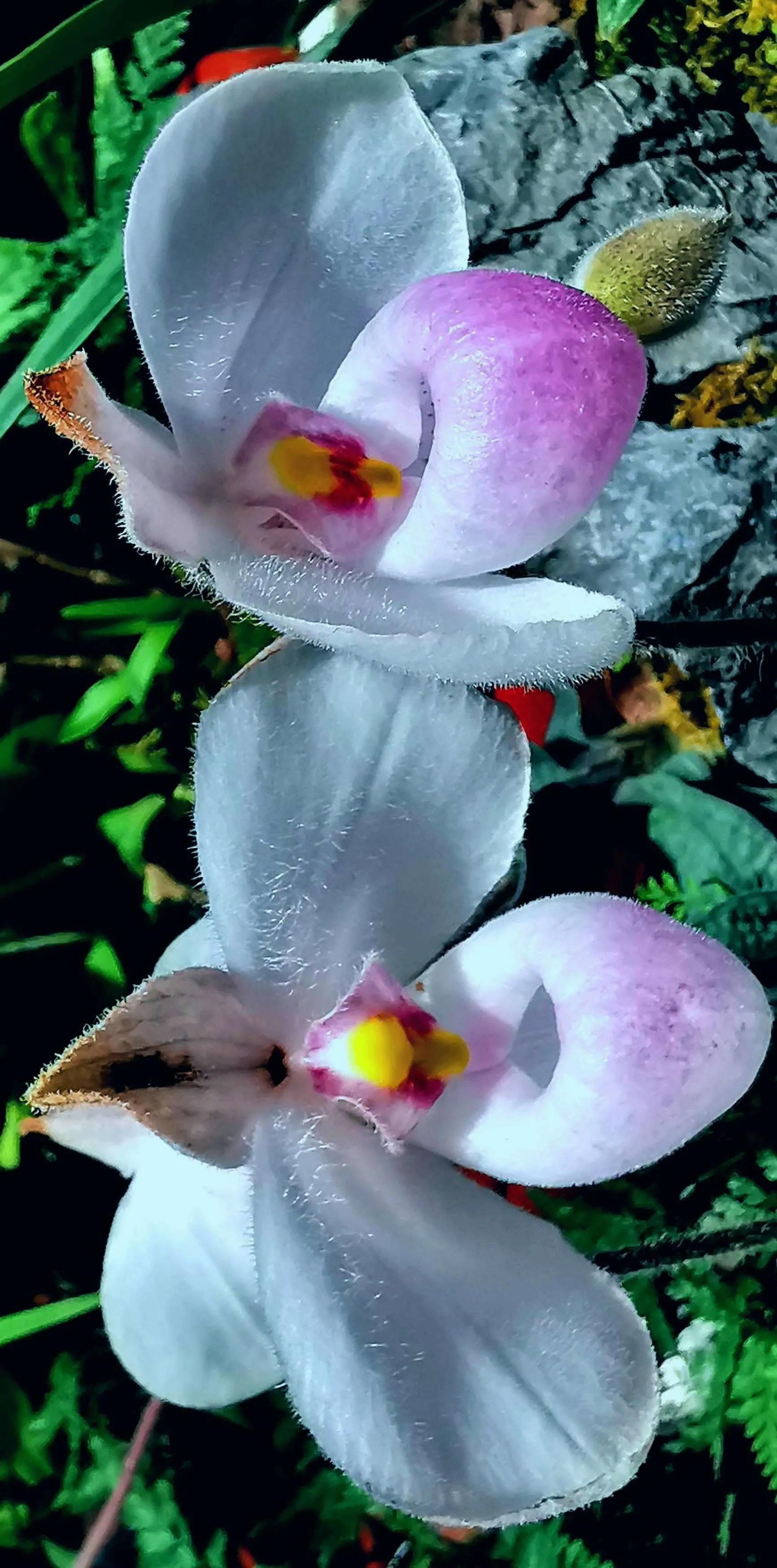 兰花高洁的古诗,高洁典雅的兰花壁纸