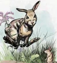 小学生课外读物兔子坡,兔子坡课外读物