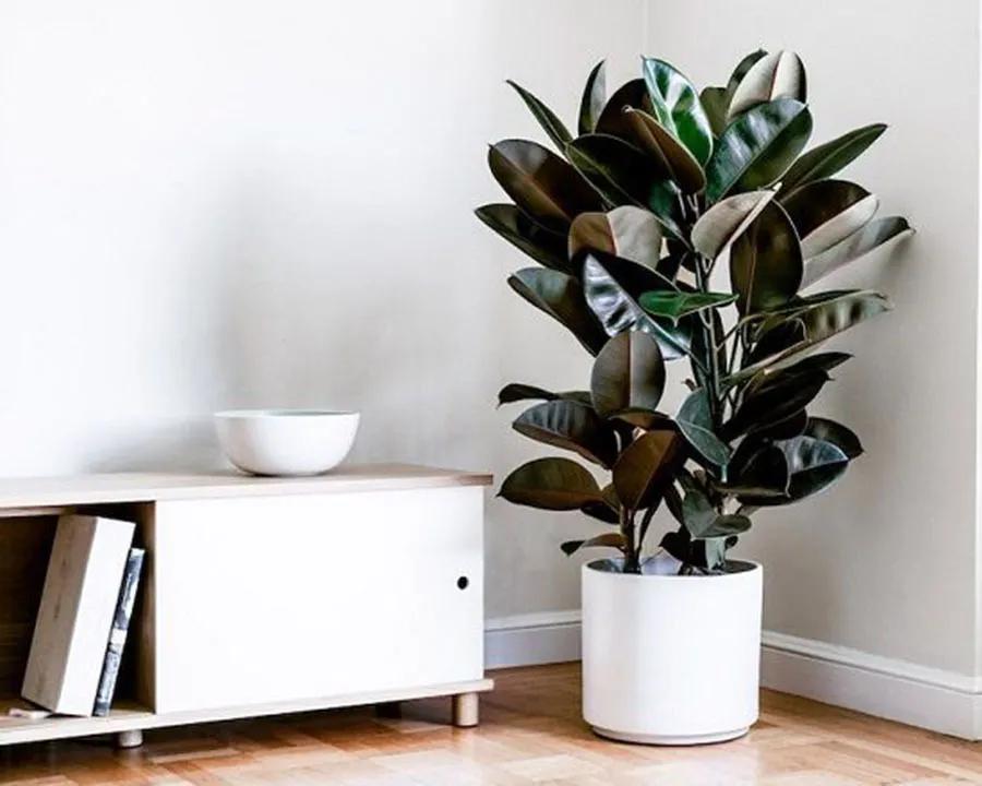 除甲醛排名第一的植物是绿萝吗,新房除甲醛是植物好还是活性炭好