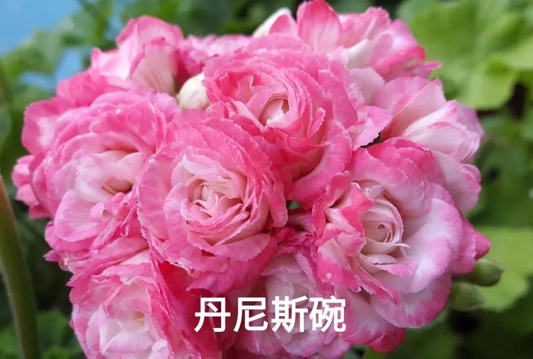 垂吊天竺葵哪些品种容易爆花,天竺葵羊宝和糖果双色哪个更爆花