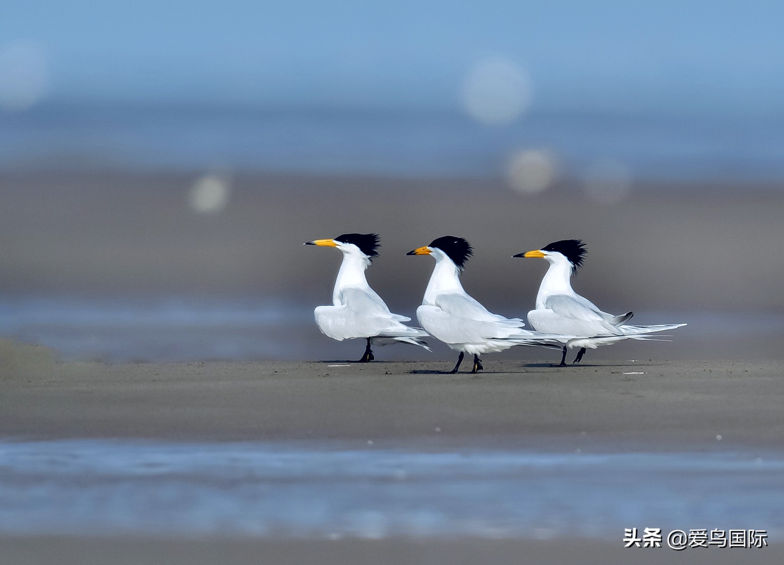 躁动的繁殖季节2021观鸟大年五月精华作品集