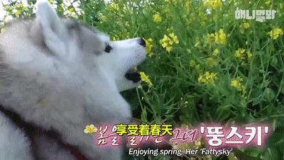 二哈为什么变瘦了,二哈太胖了必须要减肥