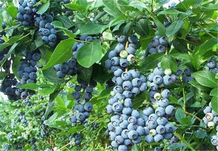蓝莓泡几分钟可以消除果蝇,防治蓝莓果蝇的特效药