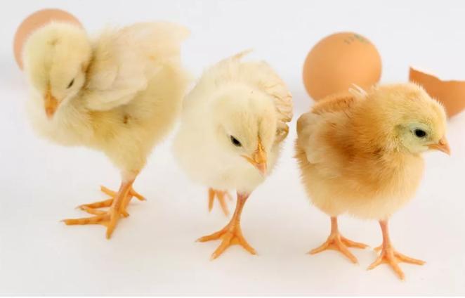 鸡为什么越来越弱,雏鸡太弱