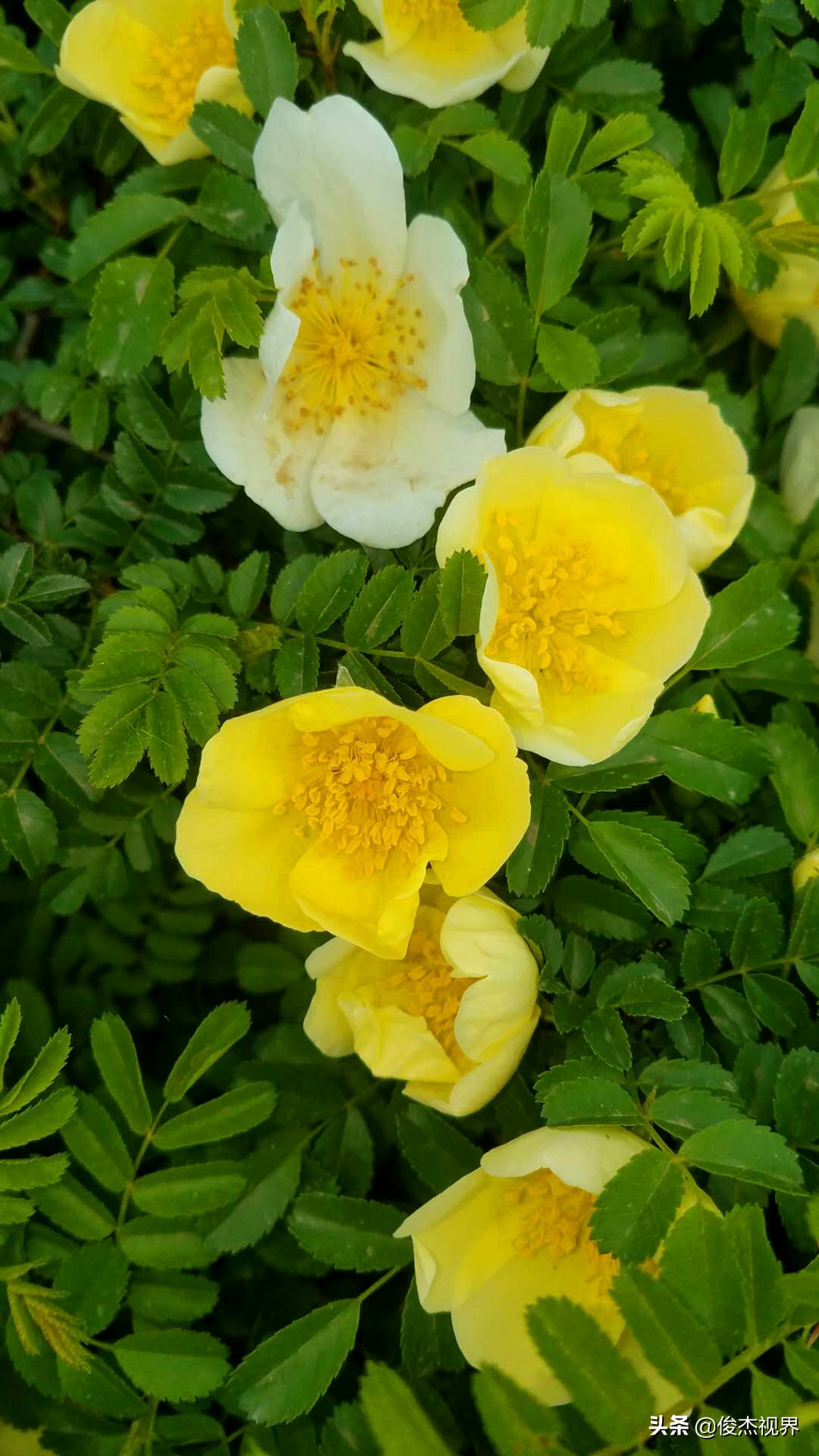 夜游遇见黄玫瑰（原创）