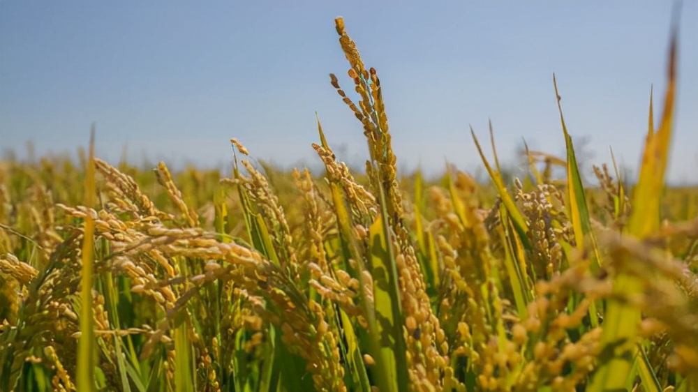 越光米和五常大米哪个好,日本越光大米