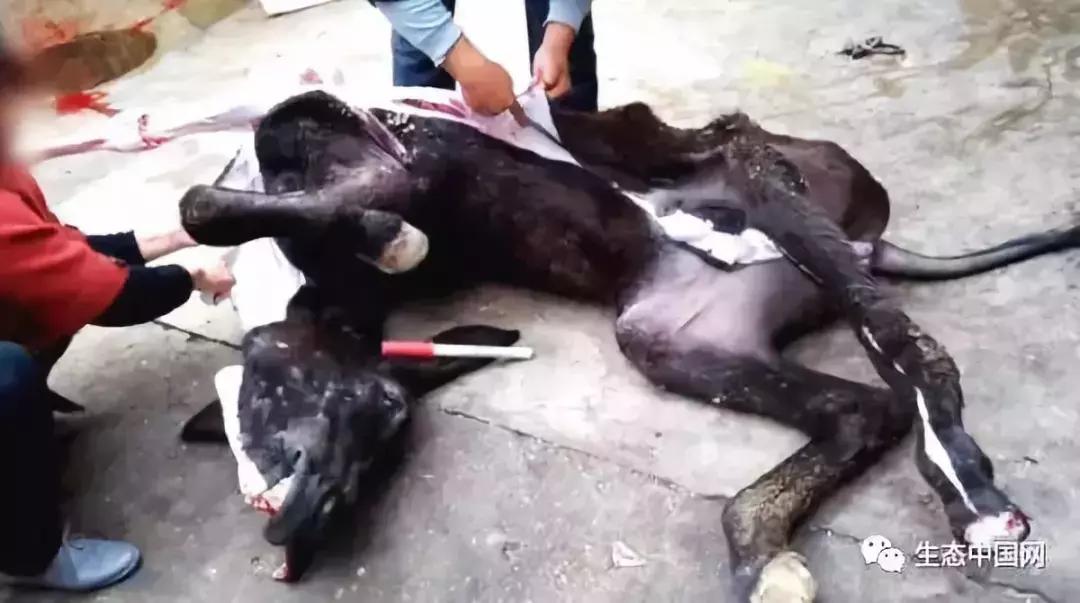 浼犺涓殑闃胯兌,閭d簺琚璇濈殑闃胯兌