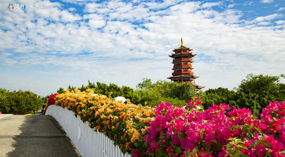厦门最近哪里的花海最好看,江岭向日葵花海美成童话