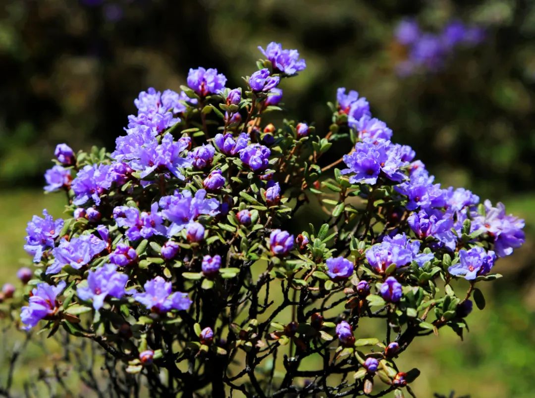 洛克徒步木里到稻城翻的是哪座山,秘境四川甘孜