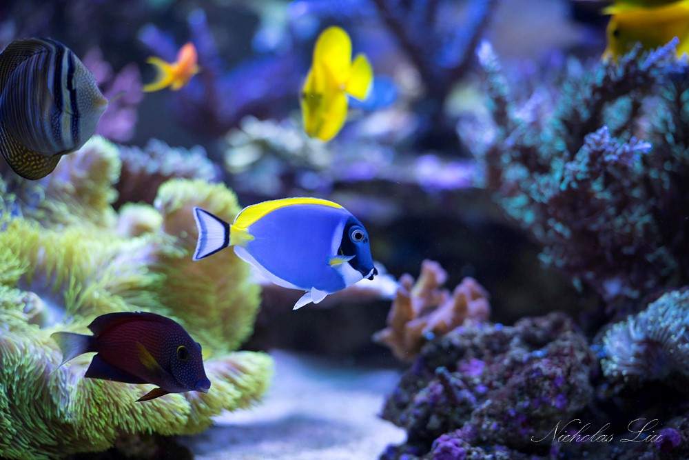 经典海水礁岩生态缸分享，180×120×60厘米三面观赏海缸