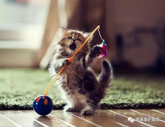 猫咪挠人咬人怎么制服,猫咪经常咬人该怎么办