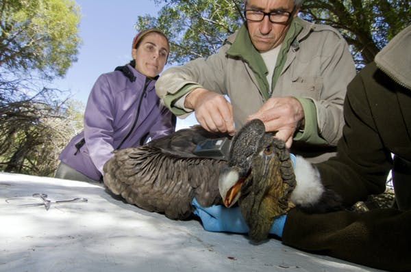 安第斯神鹰是世界上唯一的鸟吗,世界第一猛禽神鹰