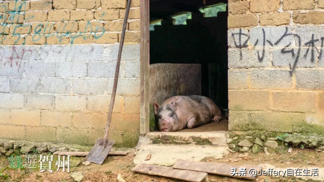 拍贺州｜莲塘镇大山深处的“一号基地”