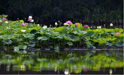沈阳夏季赏荷旅游攻略,沈阳周边赏荷胜地