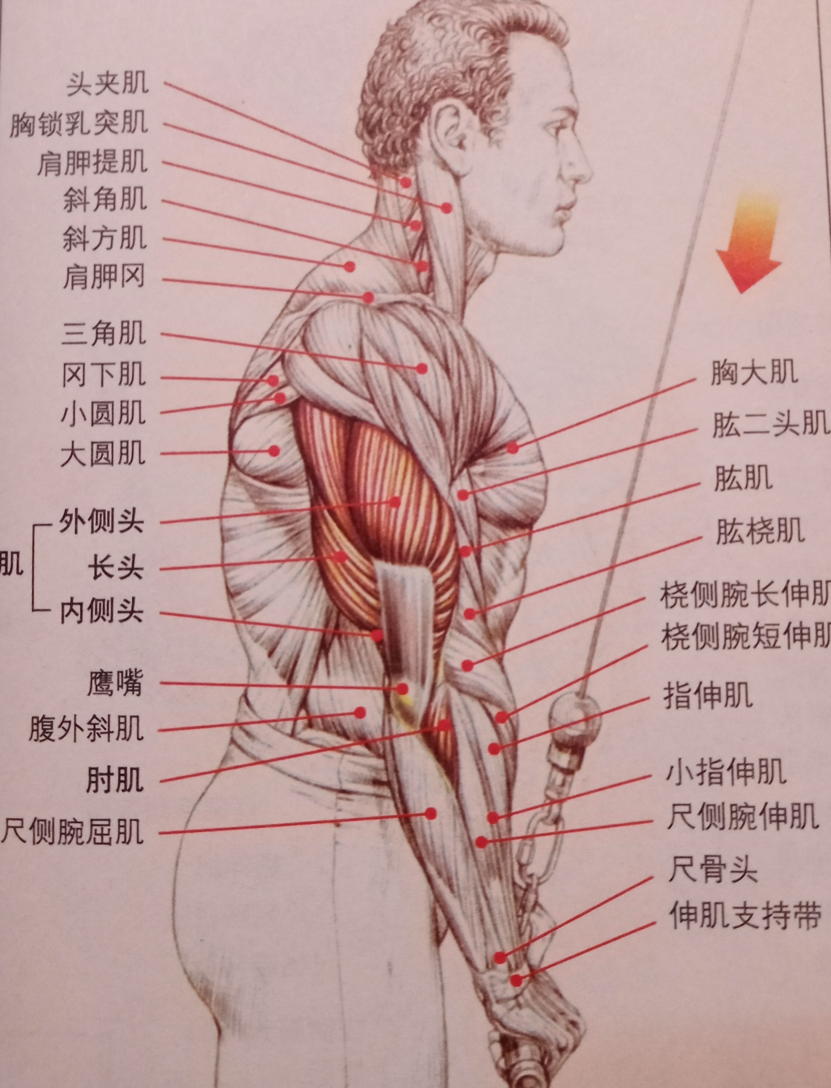 大臂三头肌怎么练,二头肌和麒麟臂怎么练