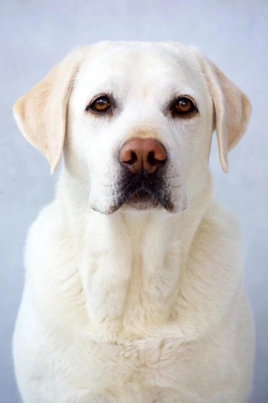 可爱又聪明的十种狗狗排名,可爱到“上头”的7种狗狗