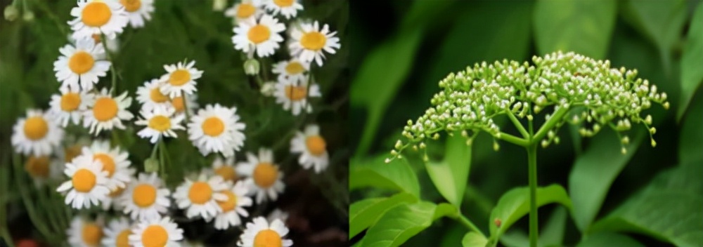 花印面膜有什么功效,薰衣草面膜的使用方法图解