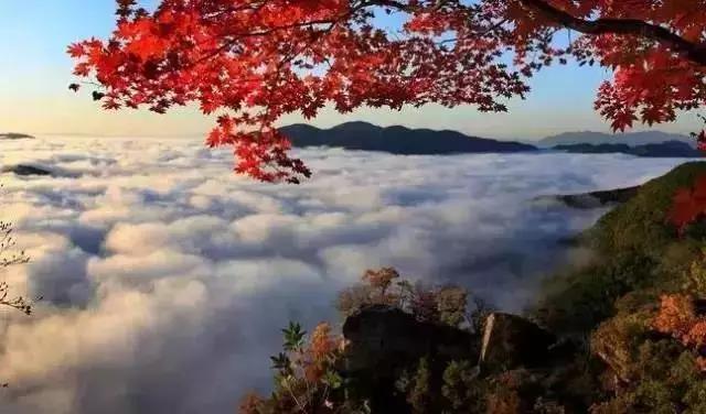 大连枫叶最佳观赏时间,大连枫叶红视频