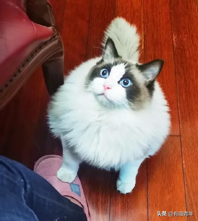布偶猫身长四十厘米体重九斤,超级可爱的布偶猫有两万斤