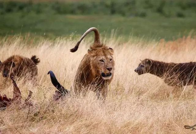 年幼狮子被非洲鬣狗包围，幸好兄弟及时赶来营救，获救后撒娇感谢