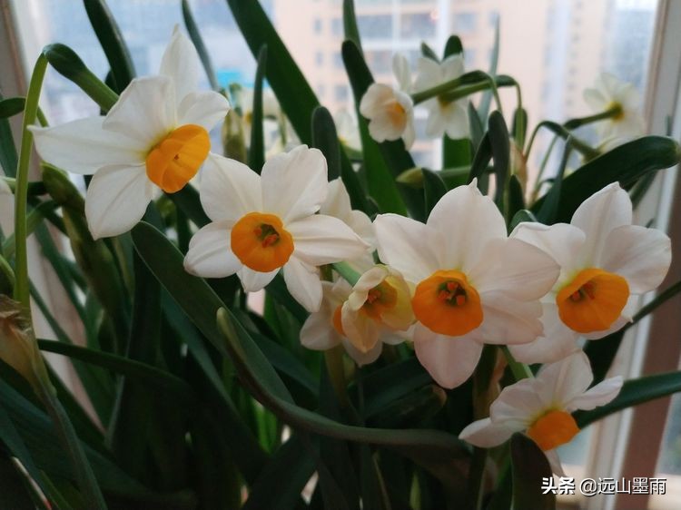 2020新年到、昆明暖冬迎春来,又是一年水仙花开、淡香飘逸的季节