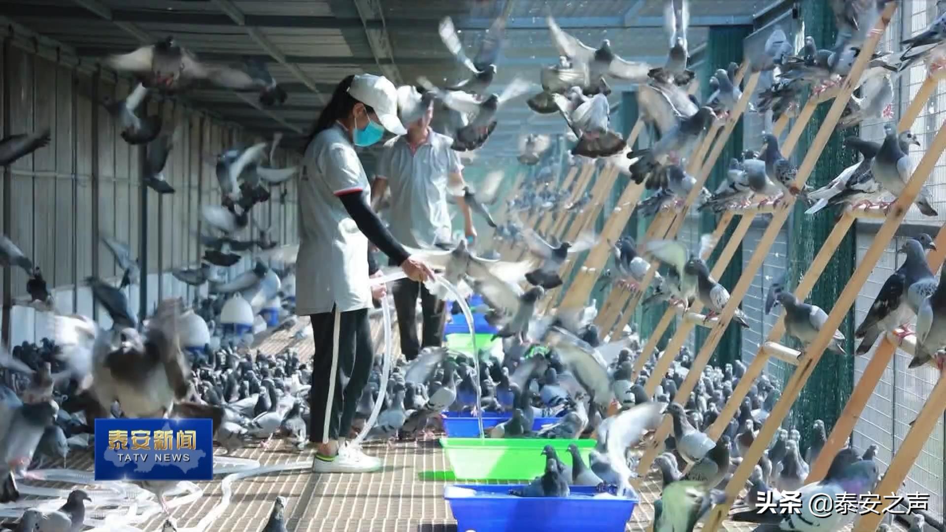 2020国际鸽联“洲际杯”国际公棚鸽王赛首家分站赛落户*安泰**