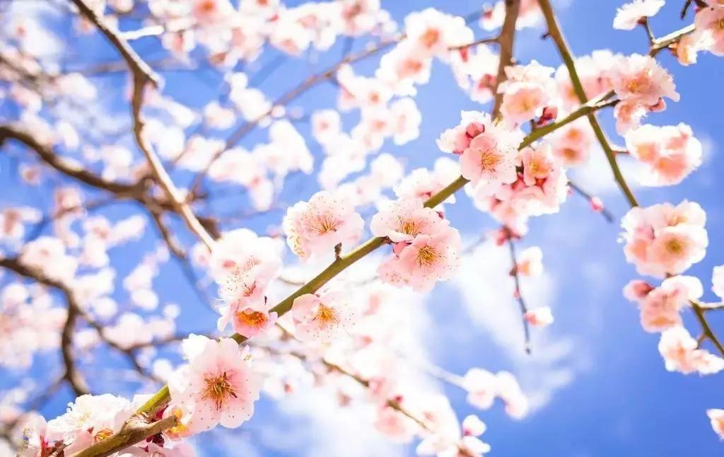 世界各国的国花集锦,英国国花世界各国的国花