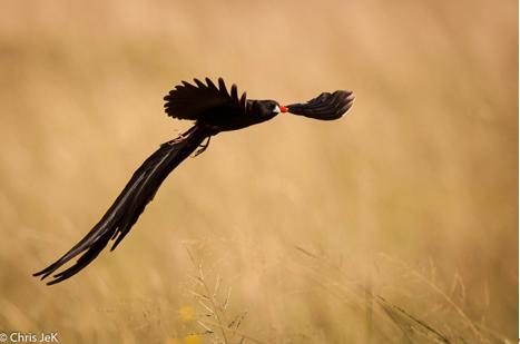 人类进化背后的万年相亲博弈：我们的祖先也爱酷哥