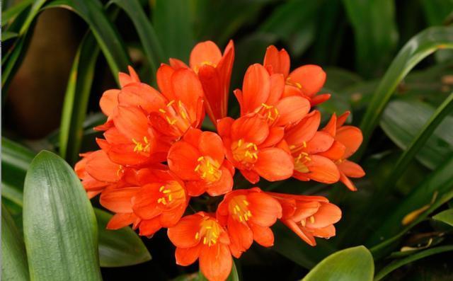 君子兰养护步骤与方法,君子兰喝了3种水疯长不停