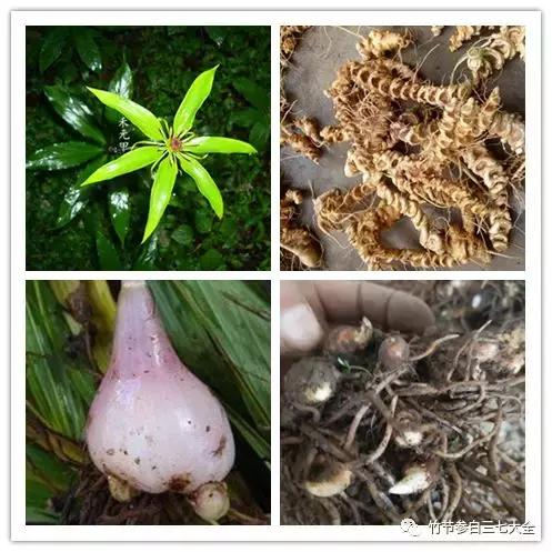 冷背药材名录大全,重楼、金线莲、山慈菇、竹节参、千层塔等