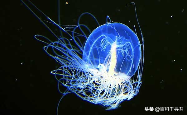 关于动物的10个伪事实你信了吗,关于动物的谣言许多人却深信不疑