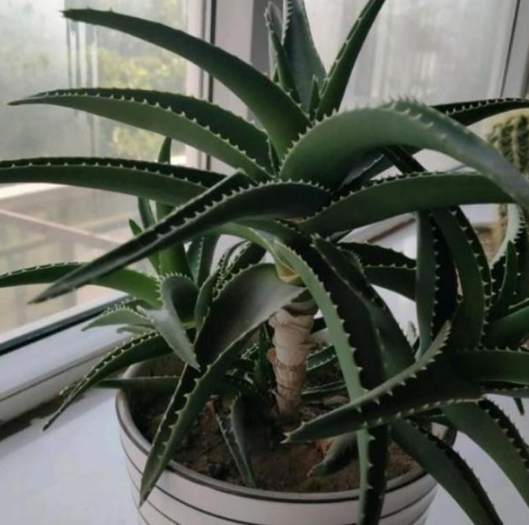 花草突然萎蔫后如何养护,花草黄叶枯萎怎么办