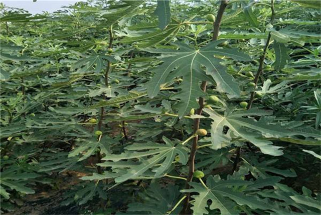 无花果种植技术和管理方法,无花果种植技术与管理如何挂果多