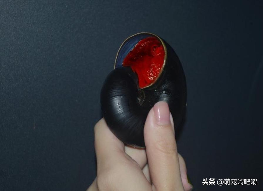 鲜艳的宠物蜗牛,另类宠物都有什么名字
