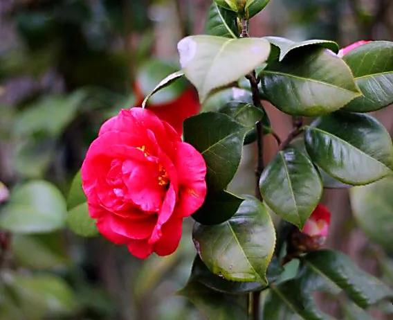 养茶花大盆好还是小盆好,如何种养茶花