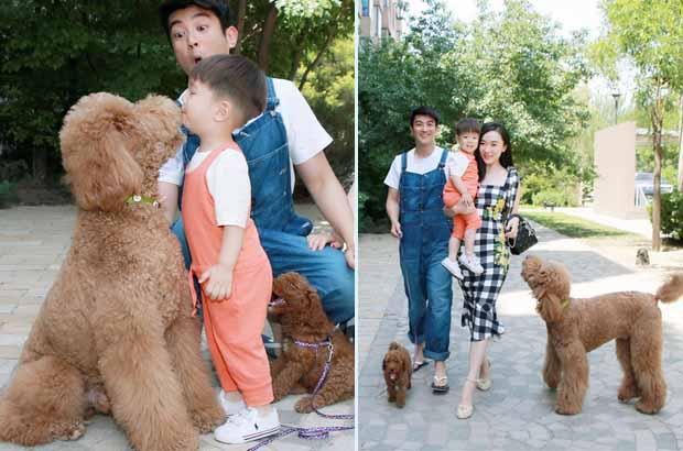 巨型贵宾犬好吗值得养吗,价格贵的大型犬